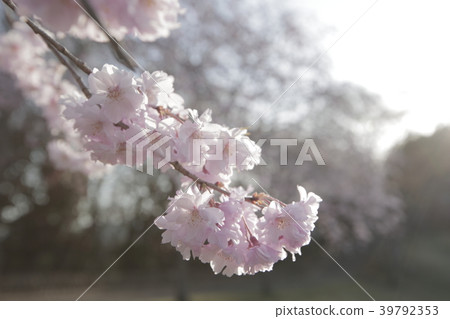 Double cherry blossoms 39792353