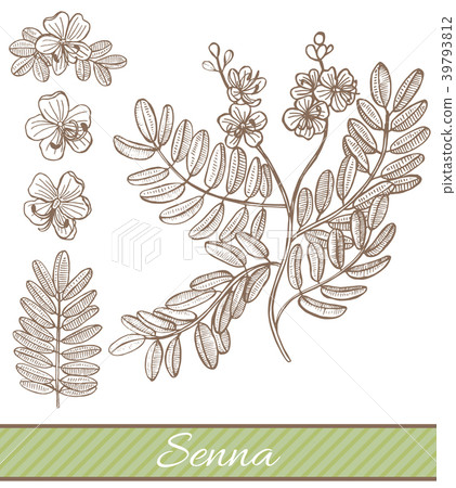 Senna in Hand Drawn Style 39793812