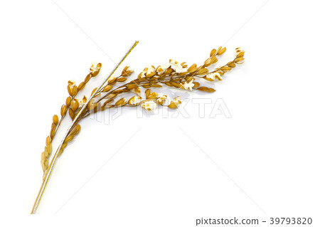 Rice field Rice field blooms Cooking decoration Rice field Rice field blooms Cooking decoration 39793820