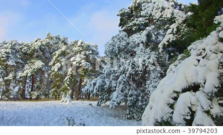 Camera moves among snow-covered trees during Camera moves among snow-covered trees during 39794203