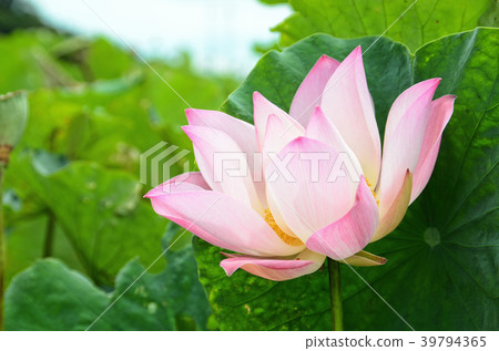 蓮花 雙溪荷花季 花季 荷花 夏天 賞花 Lotus Flower 蓮の花 蓮花 雙溪荷花季 花季 荷花 夏天 賞花 Lotus Flower 蓮の花 39794365