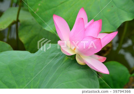 蓮花 雙溪荷花季 花季 荷花 夏天 賞花 Lotus Flower 蓮の花 39794366