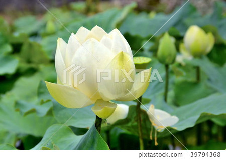 蓮花 雙溪荷花季 花季 荷花 夏天 賞花 Lotus Flower 蓮の花 39794368