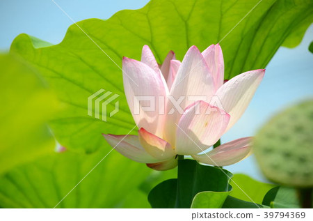 蓮花 桃園蓮花季 賞花 花季 夏天 荷花 Lotus Flower 蓮の花 39794369