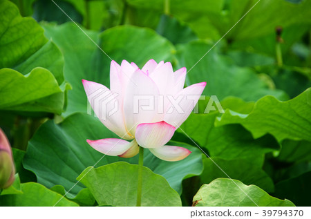 Lotus, peach garden, lotus flower, flower viewing, summer, lotus, lotus flower, lotus flower Lotus, peach garden, lotus flower, flower viewing, summer, lotus, lotus flower, lotus flower 39794370