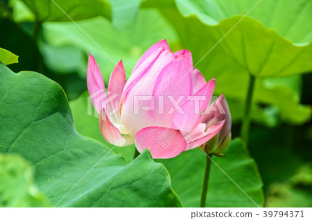 Lotus, peach garden, lotus flower, flower viewing, summer, lotus, lotus flower, lotus flower Lotus, peach garden, lotus flower, flower viewing, summer, lotus, lotus flower, lotus flower 39794371