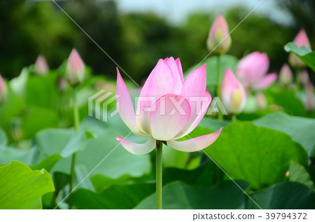 蓮花 桃園蓮花季 賞花 花季 夏天 荷花 Lotus Flower 蓮の花 39794372