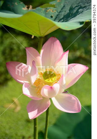 蓮花 桃園蓮花季 賞花 花季 夏天 荷花 Lotus Flower 蓮の花 蓮花 桃園蓮花季 賞花 花季 夏天 荷花 Lotus Flower 蓮の花 39794374