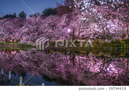 Night cherry blossoms of Inokashira Onshi Park (Inokashira Park) 39794419