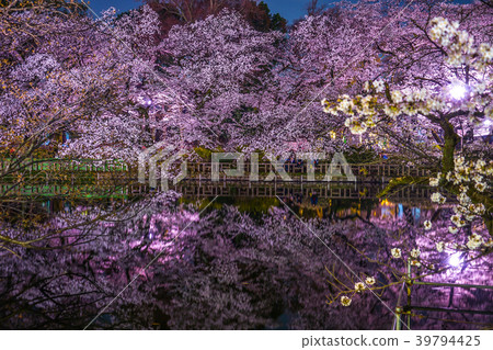 Inokashira Onshi公園（井之頭公園）的夜櫻花 39794425