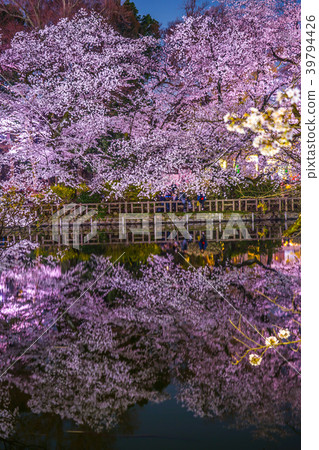 Inokashira Onshi公園（井之頭公園）的夜櫻花 39794426