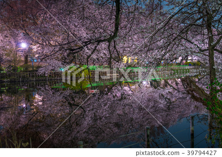 Night cherry blossoms of Inokashira Onshi Park (Inokashira Park) Night cherry blossoms of Inokashira Onshi Park (Inokashira Park) 39794427