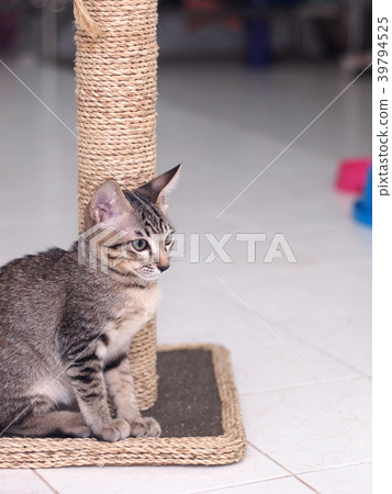 cute short hair young asian kitten cats home pet 39794525