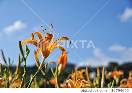 台灣台北金針橙黃花菜勿忘我 39794603