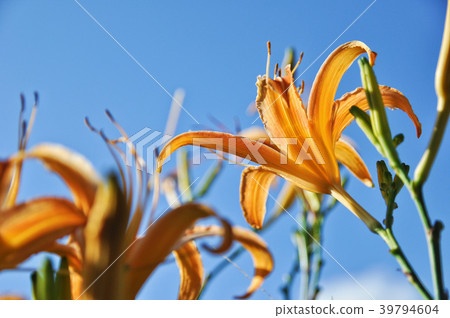 台灣台北金針橙黃花菜勿忘我 台灣台北金針橙黃花菜勿忘我 39794604