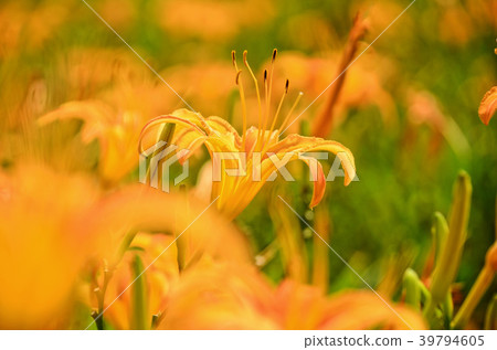 台灣蓮花蓮花金針花Aka Keyama台灣橙色黃花菜勿忘我 台灣蓮花蓮花金針花Aka Keyama台灣橙色黃花菜勿忘我 39794605