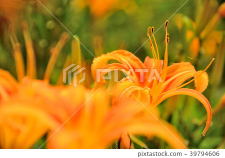 台灣蓮花蓮花金針花Aka Keyama台灣橙色黃花菜勿忘我 39794606