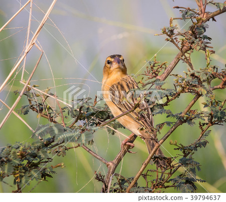 Asian Golden Weaver (Ploceus hypoxanthus) 39794637