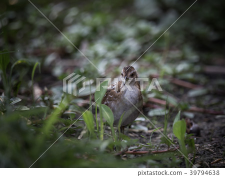 Baillon's Crake ( Porzana pusilla ) 39794638