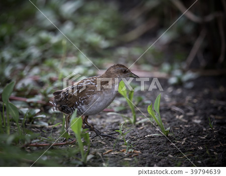 Baillon's Crake ( Porzana pusilla ) Baillon's Crake ( Porzana pusilla ) 39794639