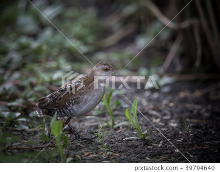 Baillon's Crake ( Porzana pusilla ) Baillon's Crake ( Porzana pusilla ) 39794640
