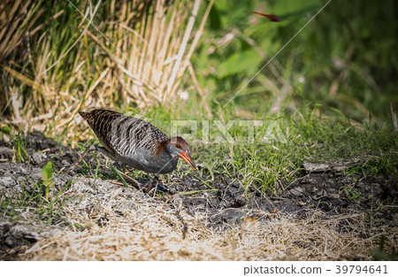 Slaty-breasted Rail ( Gallirallus striatus ) Slaty-breasted Rail ( Gallirallus striatus ) 39794641