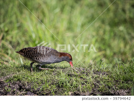 Slaty-breasted Rail ( Gallirallus striatus ) Slaty-breasted Rail ( Gallirallus striatus ) 39794642