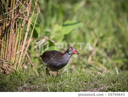 Slaty-breasted Rail ( Gallirallus striatus ) 39794643