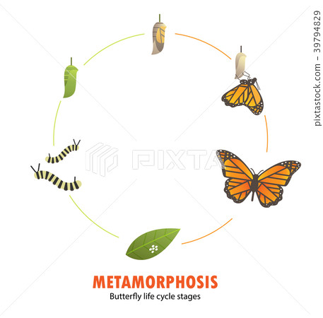 butterfly life cycle metamorphosis butterfly life cycle metamorphosis 39794829