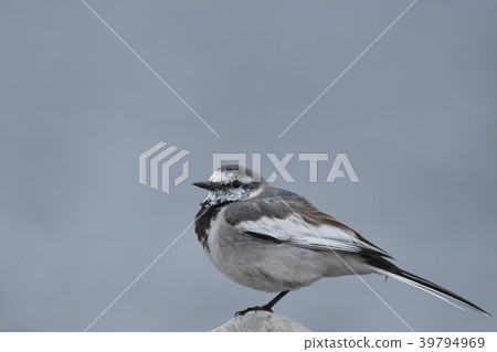 Hakushi Kirei on the river 39794969