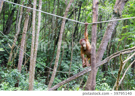 Wild child orang utan 39795140