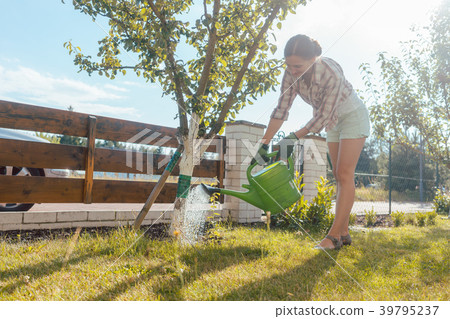 Woman in her garden watering fruit tree 39795237