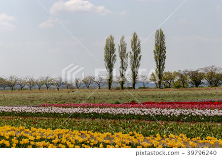 Tulip of oldness and open space in Sakura-shi, Chiba Tulip of oldness and open space in Sakura-shi, Chiba 39796240