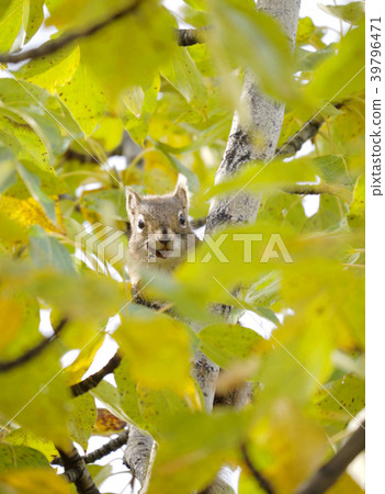 Squirrel, Denali National Park, Alaska Squirrel, Denali National Park, Alaska 39796471