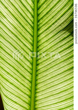 tropical green leaves for background - texture tropical green leaves for background - texture 39796596