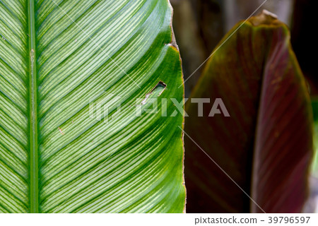 tropical green leaves for background - texture tropical green leaves for background - texture 39796597