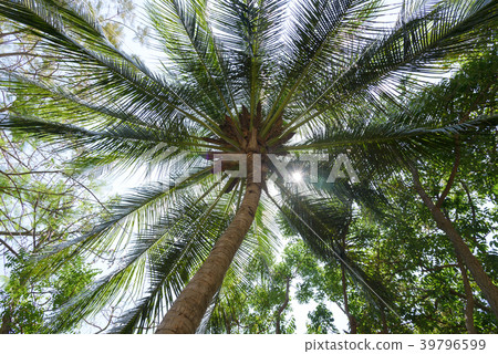 Look up view of palm tree with coconut Look up view of palm tree with coconut 39796599