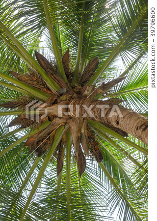 Look up view of palm tree with coconut Look up view of palm tree with coconut 39796600
