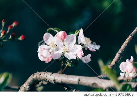 Close up of bunch of tree flowers in garden Close up of bunch of tree flowers in garden 39796602