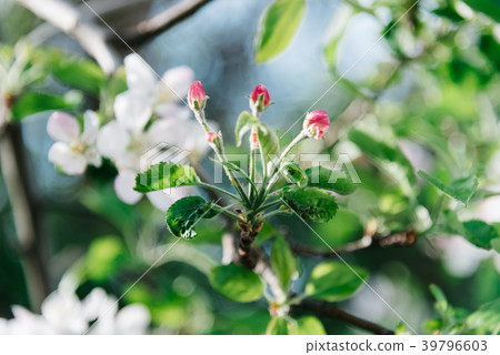 Close up of bunch of tree flowers in garden Close up of bunch of tree flowers in garden 39796603