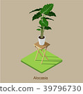 Alocasia isometric icon 3D vector 39796730
