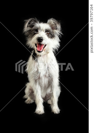 Dog isolated on black background 39797164