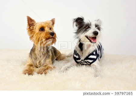 Two dogs sitting on fur 39797165