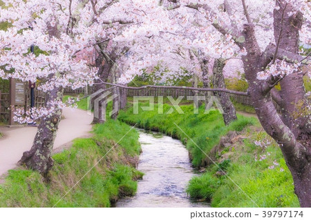 Sakurado Sakurado 39797174