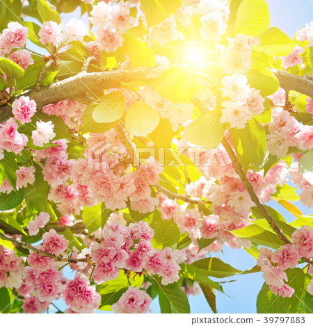 Cherry Blossom or Sakura flower on nature  39797883