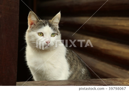 tom country male cat on wooden log house porch 39798067