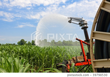 Water sprinkler installation in a field of corn. Water sprinkler installation in a field of corn. 39798530
