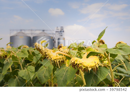 Sunflower in the field ready for harvest. 39798542