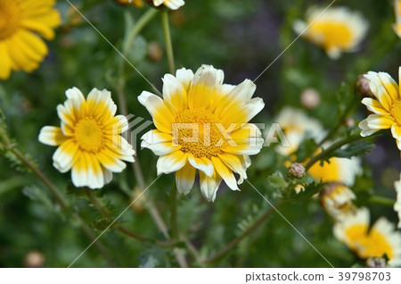 Flowers of the screecul 39798703