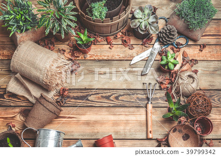 Workplace of the florist. Succulents and 39799342
